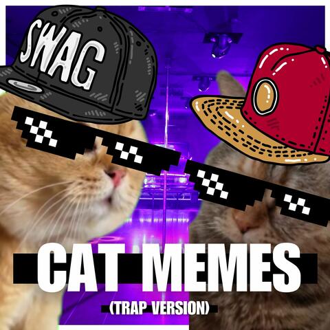 Cat Memes