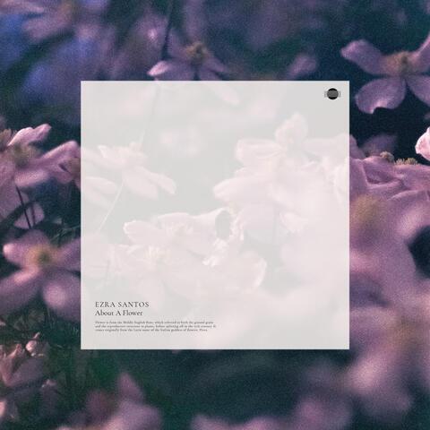 about a flower