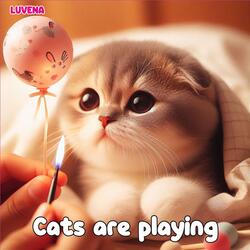 Cats are playing