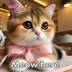 Meow here