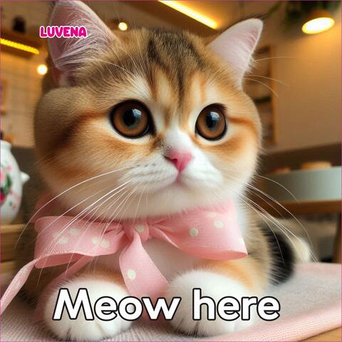 Meow here