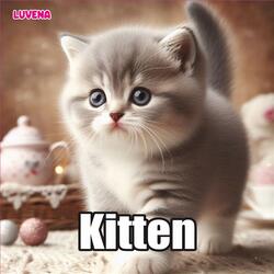 Kitten