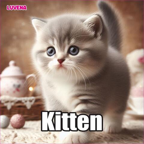 Kitten