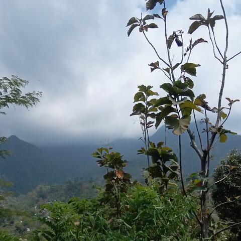 Wedi Kelangan
