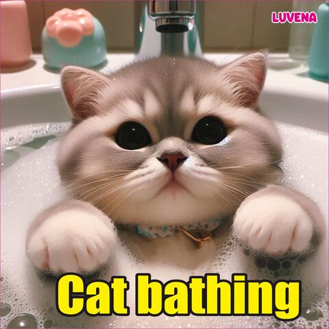 Cat bathing