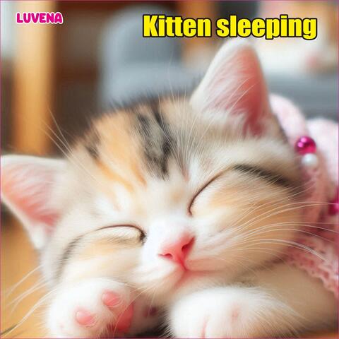 Kitten sleeping