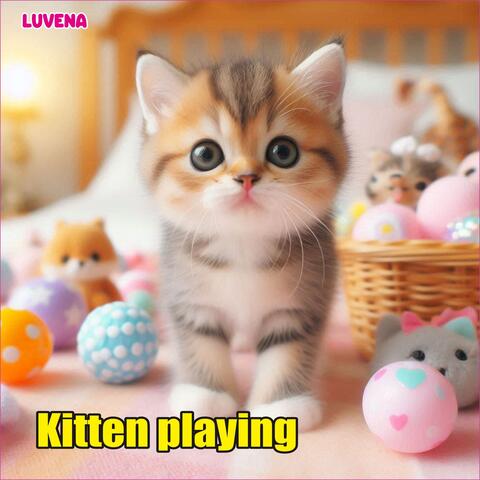 Kitten playing