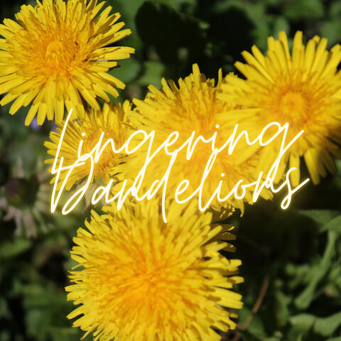 Lingering Dandelions