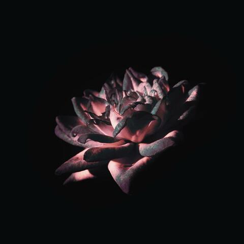 nobody but love (drop boy remix)
