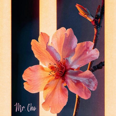Mr. Cho