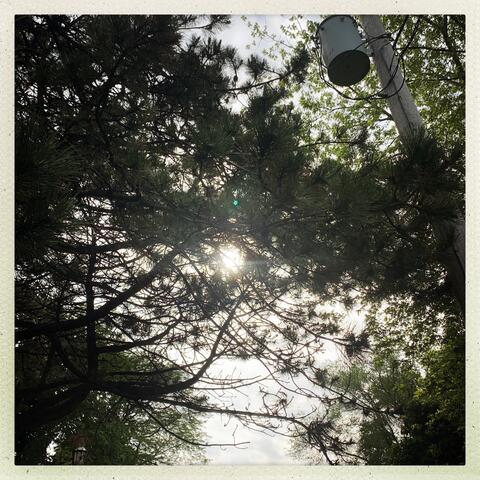 thirtyminute inquiries: arboreta (ii)