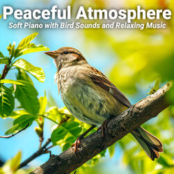 Bird Sounds in the Forest