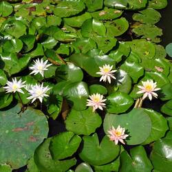 Water lily