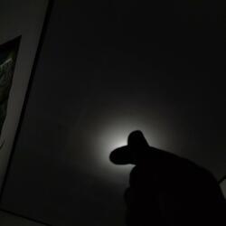 Echoes of the Night