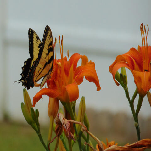 Butterfly Whispers