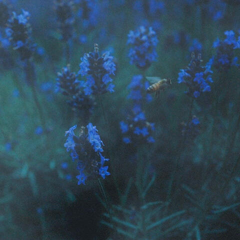 little bee