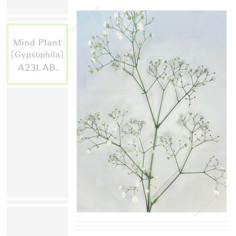 Mind Plant [Gypsophila]