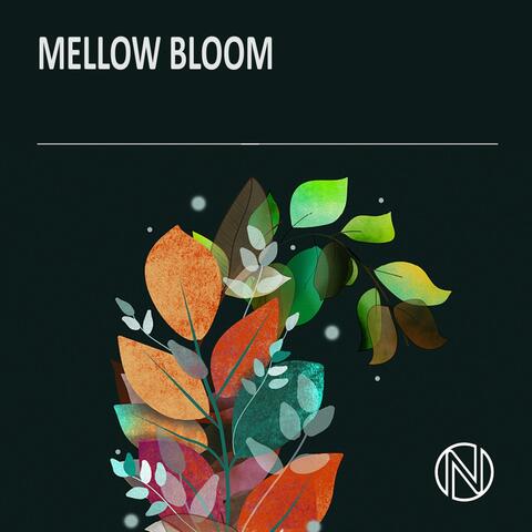 Mellow Bloom