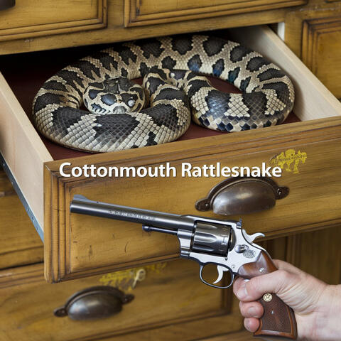 Cottonmouth rattlesnake