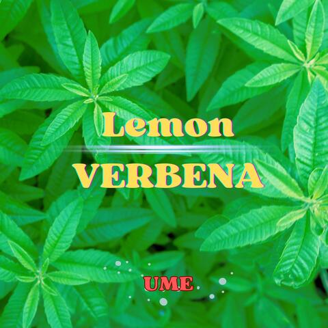Lemon VERBENA