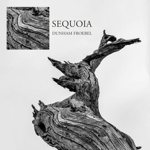 Sequoia
