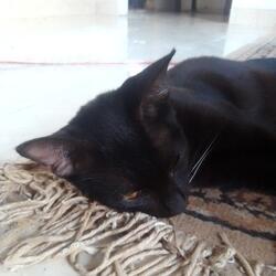 Black cat