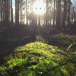 Forest Immersion