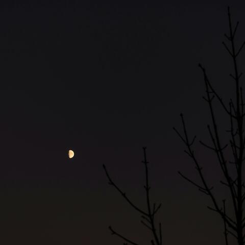 Enigmatic Dreamscapes