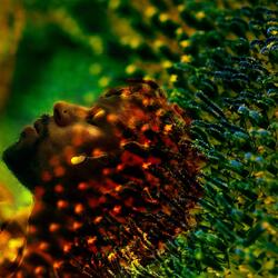 Asé (08’ Interlude)