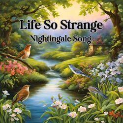 Nightingale Song