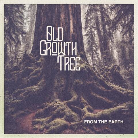 Old Growth Tree