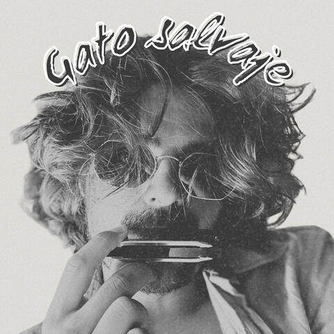 Gato Salvaje