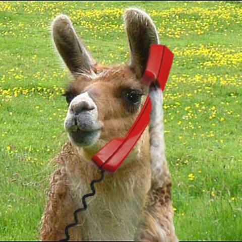 LLAMA WHO?!
