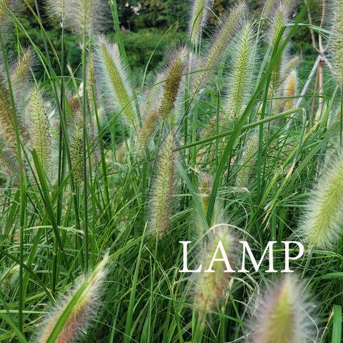 The Lamp