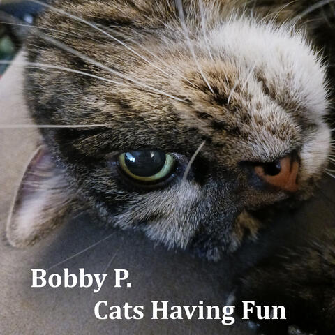 Cats Having Fun