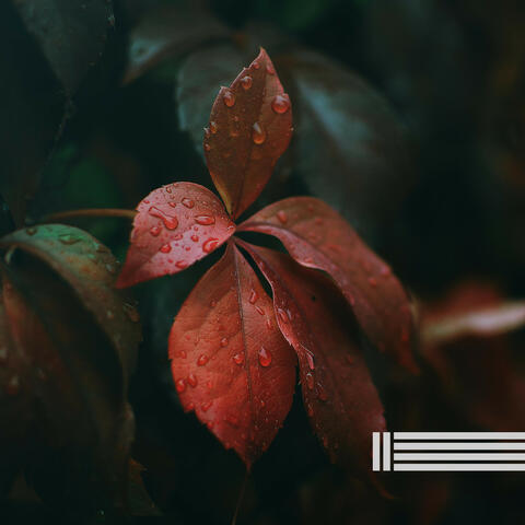 Sounds Of Autumn Rain