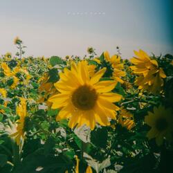 A Calm Song (Autumn Greetings)