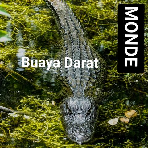 Buaya Darat