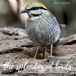 the splendor of birds