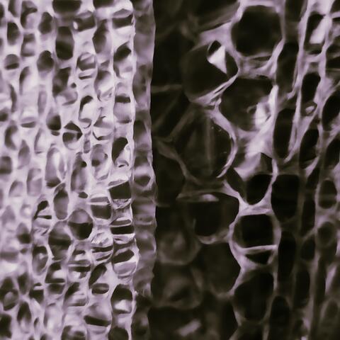 Morn (Riffing out the Pox)