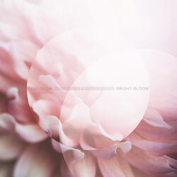 Bright Bloom