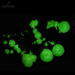 Mycena Media - Majestic