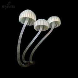 Mycena Media - Intricate