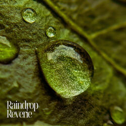 Raindrop Reverie
