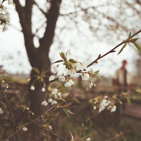 flowersmp3