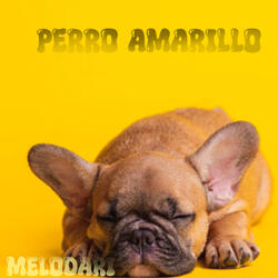 Perro amarillo