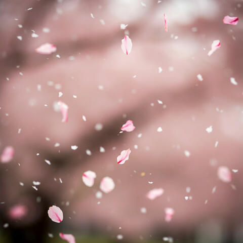 Illusion - Cherry Blossoms