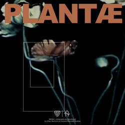 Plantæ