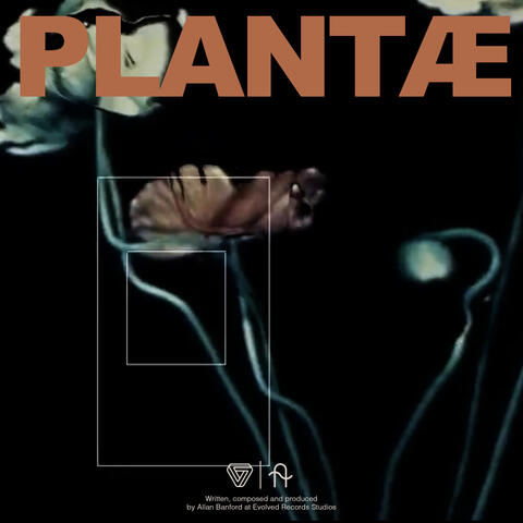 Plantæ