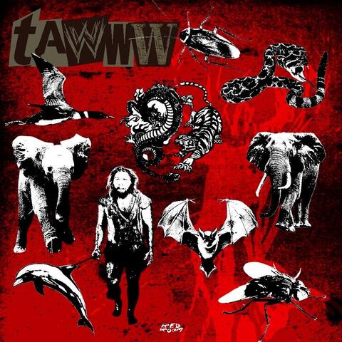 TAWWW
